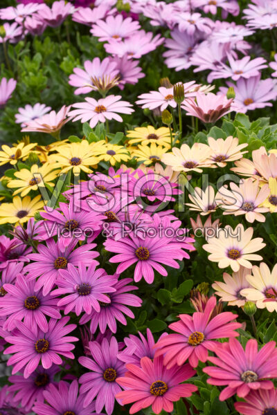 Osteospermum Akila Grand Canyon Mix