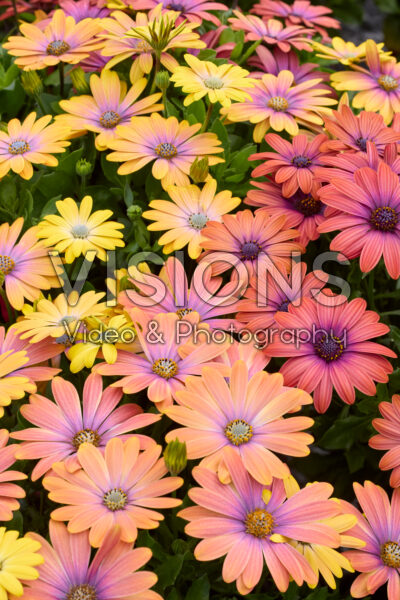 Osteospermum Akila Hawaii Sunset Mix