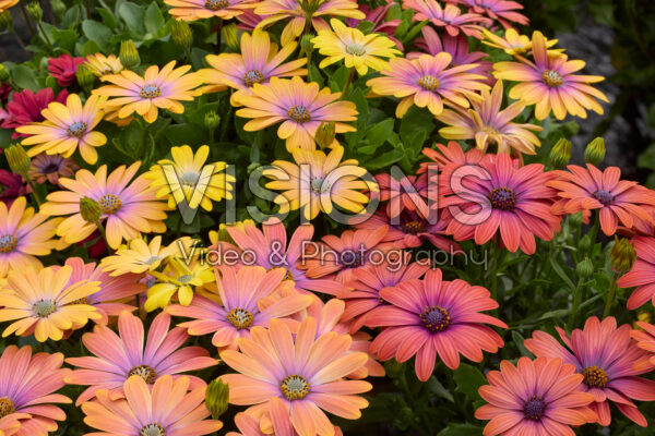 Osteospermum Akila Hawaii Sunset Mix