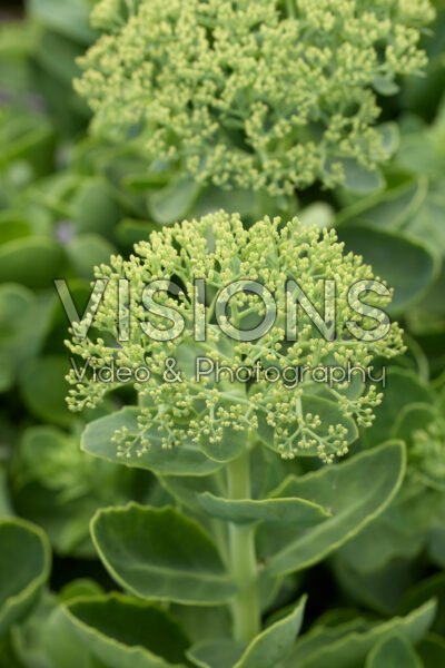 Sedum spectabile Spectacular