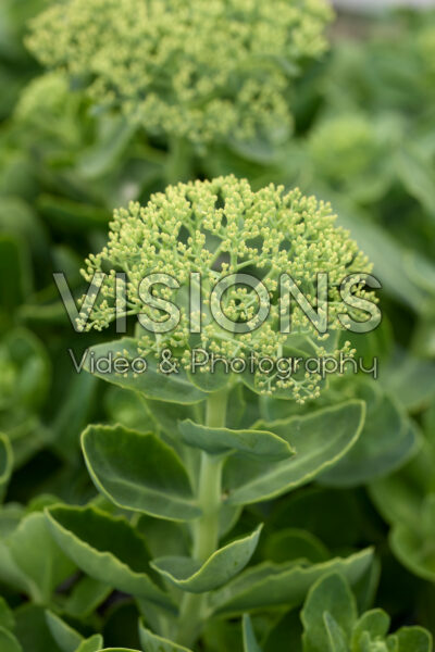 Sedum spectabile Spectacular Sedum spectabile Spectacular