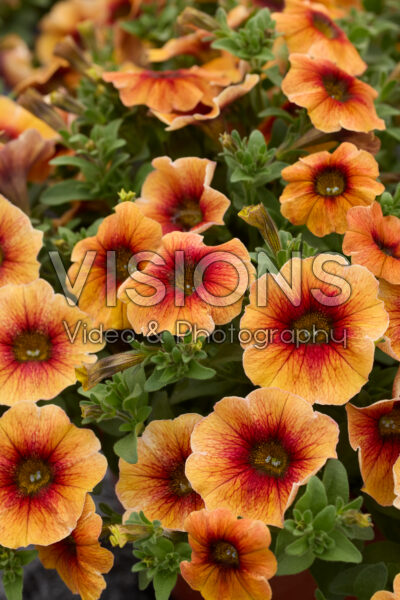 Petchoa Caliburst™ Nectarine
