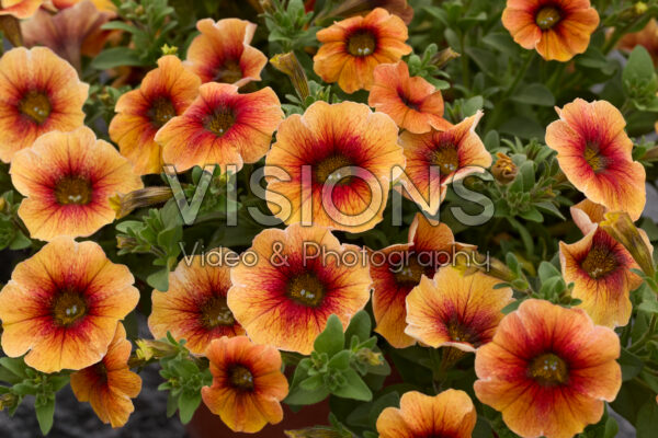 Petchoa Caliburst™ Nectarine