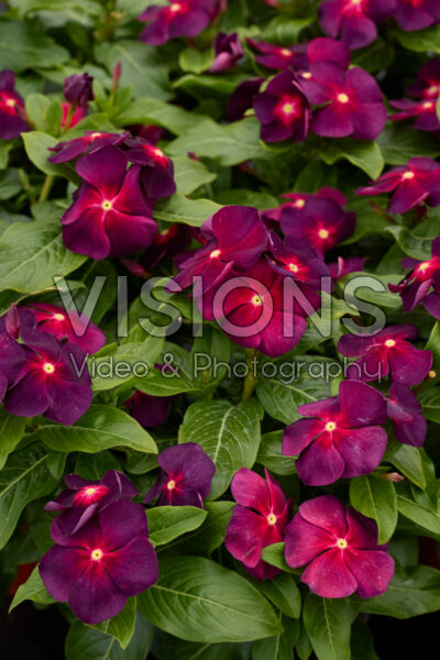 Catharanthus roseus Tattoo™ Boysenberry