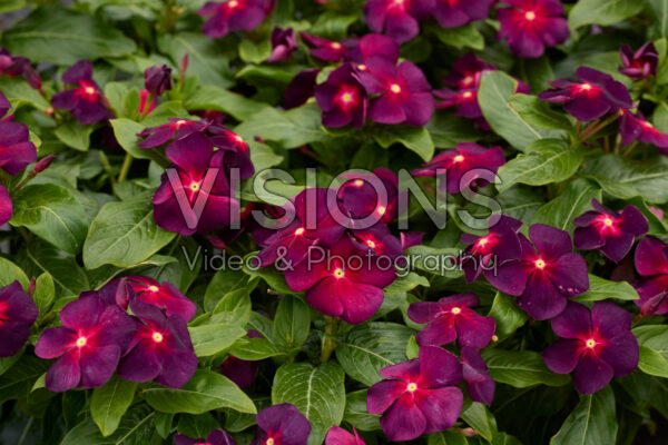 Catharanthus roseus Tattoo™ Boysenberry