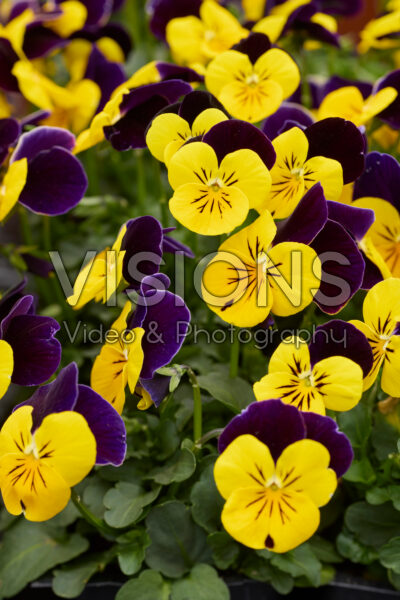 Viola Sorbet Yellow Jump Up Imp. Viola Sorbet Yellow Jump Up Imp.