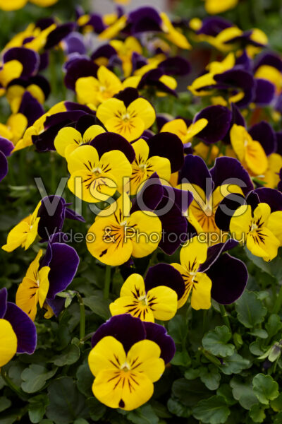 Viola Sorbet Yellow Jump Up Imp.