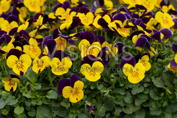 Viola Sorbet Yellow Jump Up Imp.