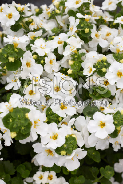 Sutera cordata Galactic Mist