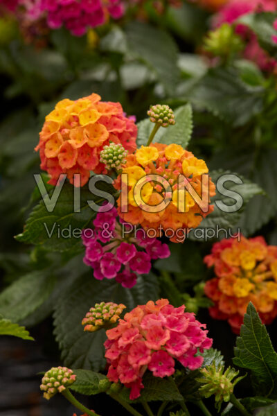 Lantana camara Bandana Rose