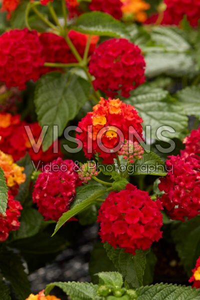 Lantana camara Bandana Red Lantana camara Bandana Red