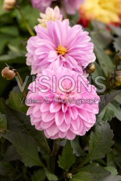 Dahlia Coffee Shop™ Lavender Latte