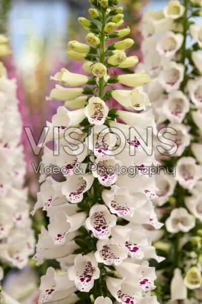 Digitalis purpurea Dottie White