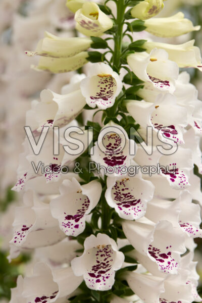 Digitalis purpurea Dottie White