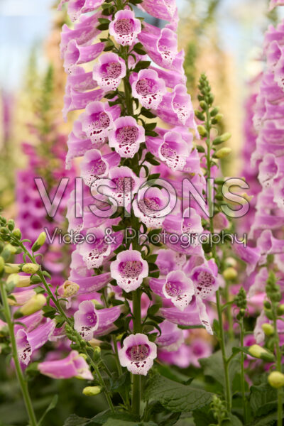 Digitalis Purpurea Dottie Rose