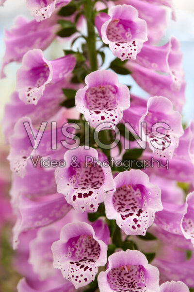 Digitalis Purpurea Dottie Rose Digitalis Purpurea Dottie Rose