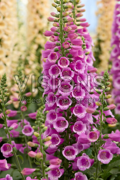 Digitalis purpurea Dottie Purple