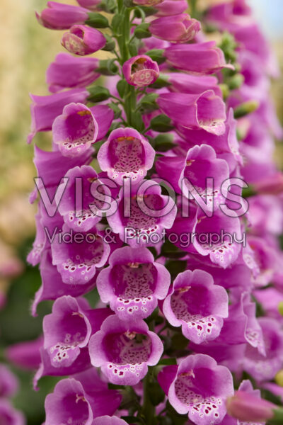 Digitalis purpurea Dottie Purple Digitalis purpurea Dottie Purple