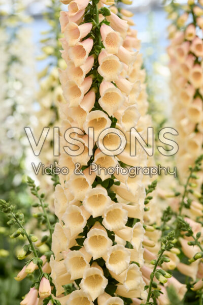 Digitalis Purpurea Dottie Peach Digitalis Purpurea Dottie Peach