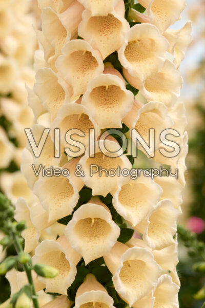 Digitalis Purpurea Dottie Peach