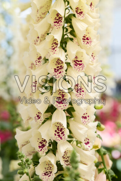 Digitalis purpurea Dottie Cream