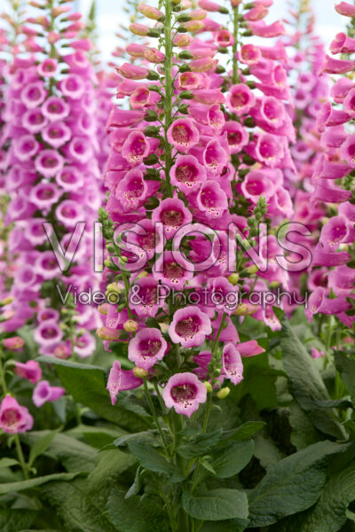 Digitalis purpurea Camelot Rose Digitalis purpurea Camelot Rose