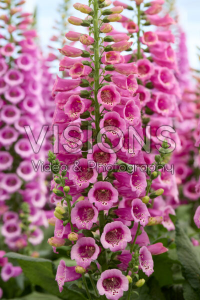 Digitalis purpurea Camelot Rose