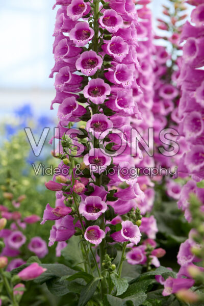 Digitalis purpurea Dalmatian Purple