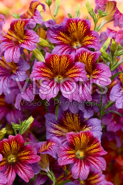 Salpiglossis sinuata Royale Purple Bicolor