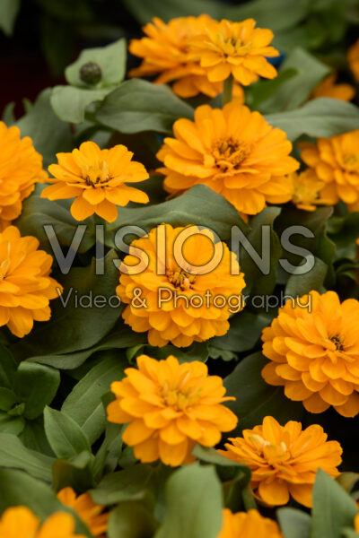 Zinnia marylandica Zydeco Gold