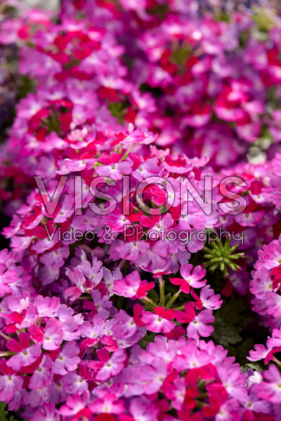 Verbena Lanai® Compact Twister Violet Purple Verbena Lanai® Compact Twister Violet Purple