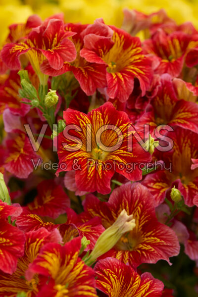 Salpiglossis sinuata Royale Red Bicolor Salpiglossis sinuata Royale Red Bicolor