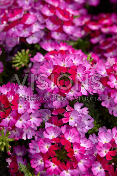Verbena Lanai® Compact Twister Violet Purple Verbena Lanai® Compact Twister Violet Purple