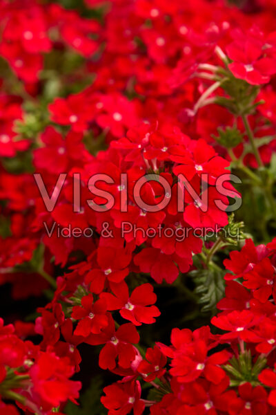 Verbena Lanai® Compact Red Imp. Verbena Lanai® Compact Red Imp.
