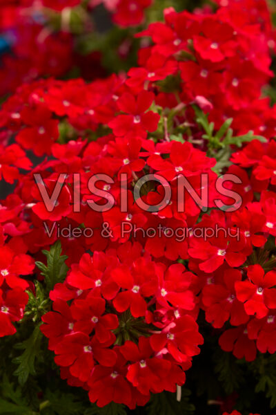 Verbena Lanai®  Compact Red Imp.