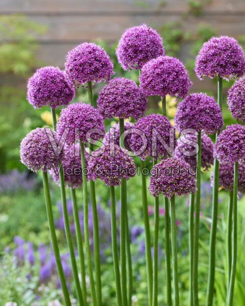 Allium Paintball