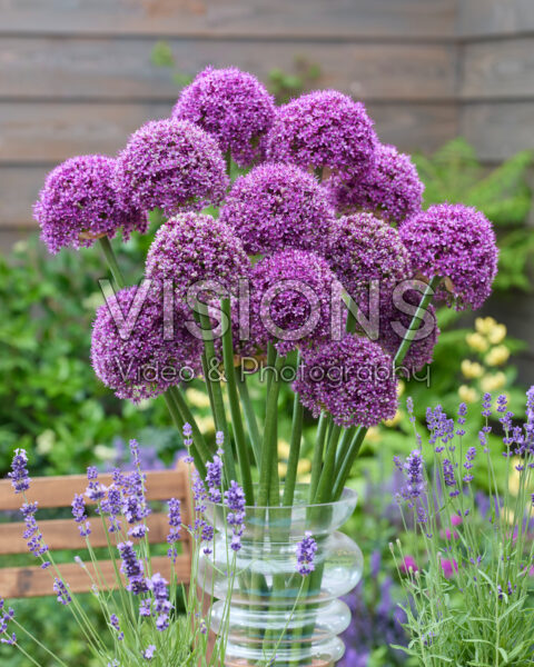 Allium Paintball