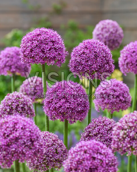 Allium Paintball