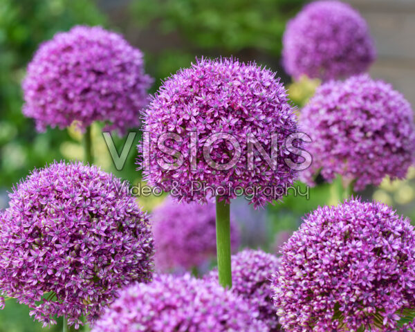 Allium Paintball