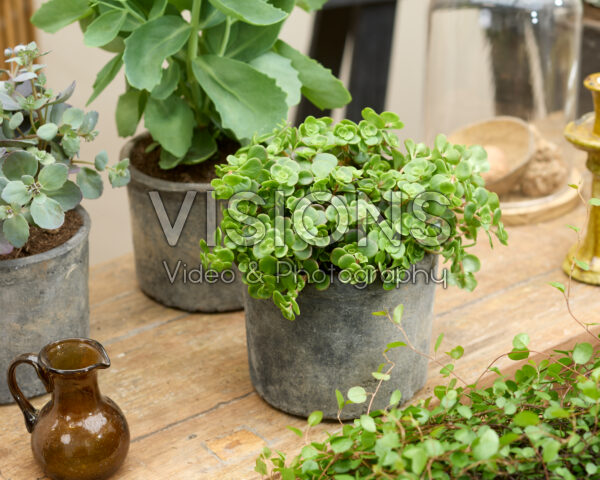 Sedum