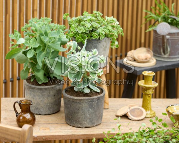 Sedum