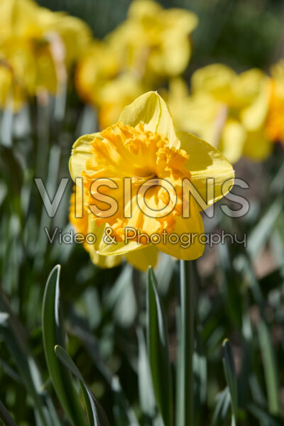 Narcissus Ferris Wheel