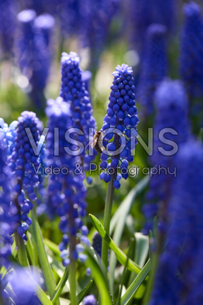 Muscari Lindsay