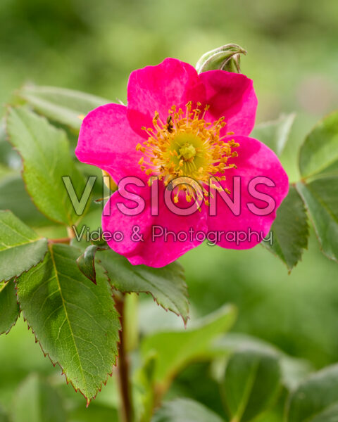 Rosa Family Friendly Red