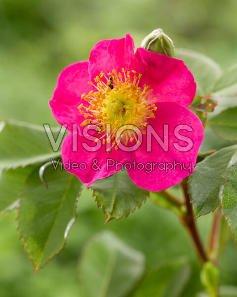 Rosa Family Friendly Red