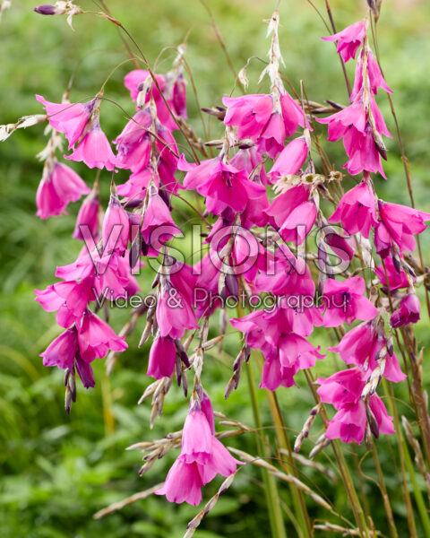 Dierama pulcherrimum
