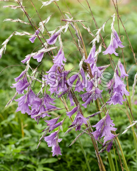 Dierama Blue Bells