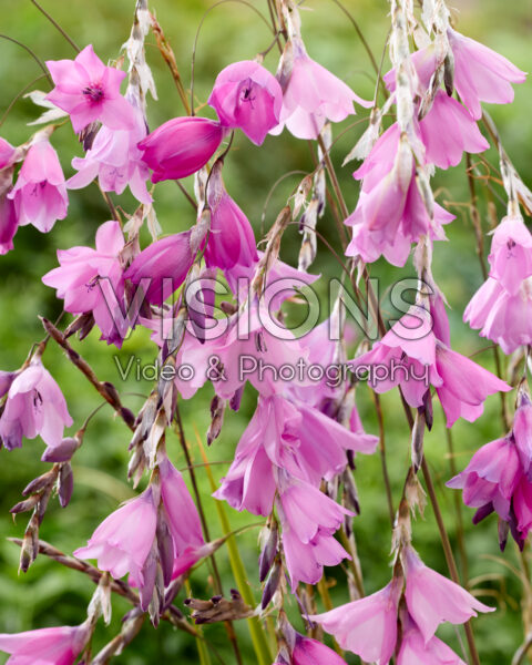 Dierama pulcherrimum