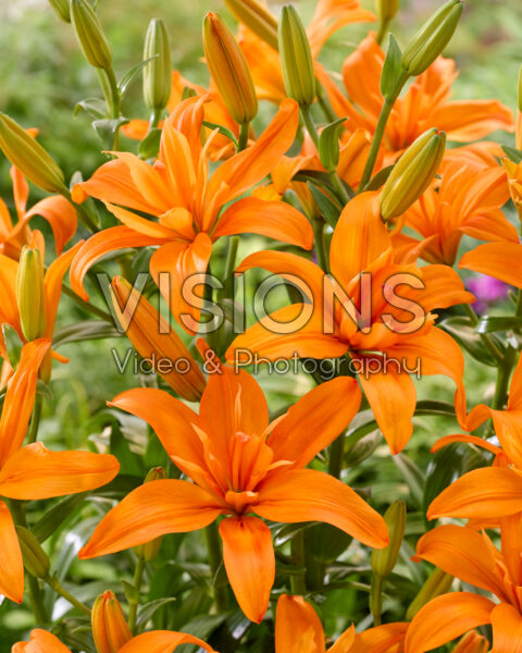 Lilium Scoubidou