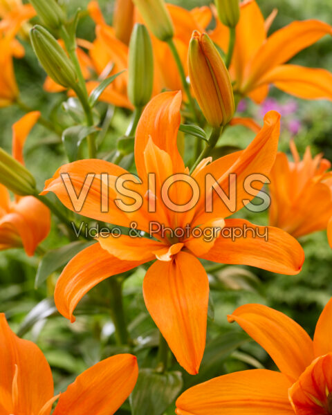 Lilium Scoubidou